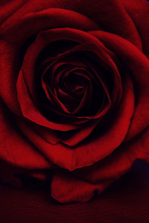 A Rose for Emily: A red, red rose