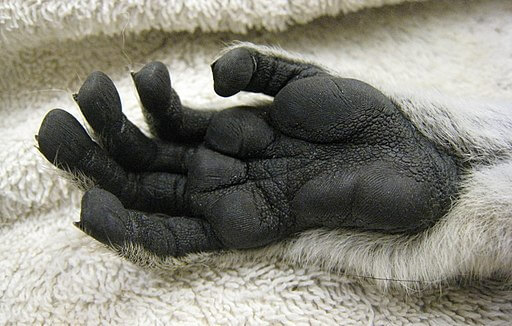 The Monkey's Paw, lemur hand