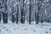 Stopping by Woods on a Snowy Evening