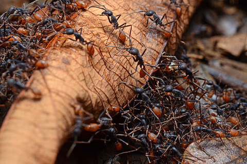 the-battle-of-the-ants.avif