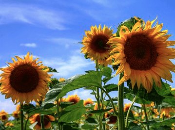 A Riddling Tale by The Brothers Grimm