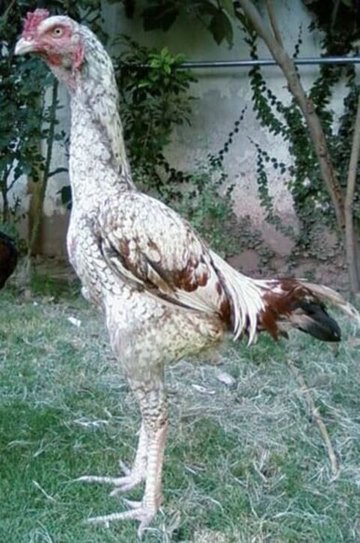 Clever Grethel by The Brothers Grimm