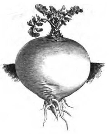 The Turnip by The Brothers Grimm