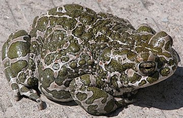 The Ungrateful Son by The Brothers Grimm