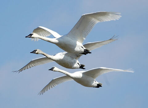 The Wild Swans at Coole