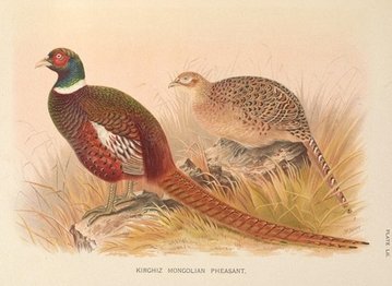 A Defensive Diamond by H.H. Munro (SAKI)