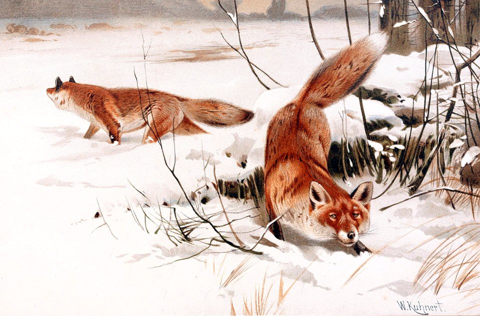 American Reddy How Reddy Fox Was Surprised by Thornton W. Burgess | Full Text