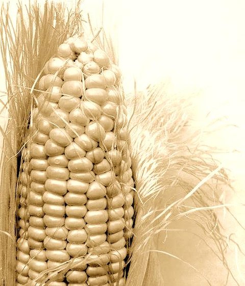 How to Tell Corn Fairies If You See 'Em