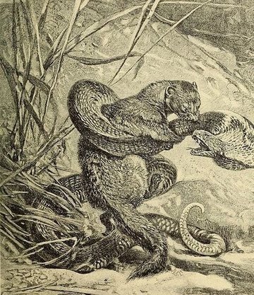 Rikki-Tikki-Tavi by Rudyard Kipling