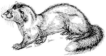 Sredni Vashtar by H.H. Munro (SAKI)