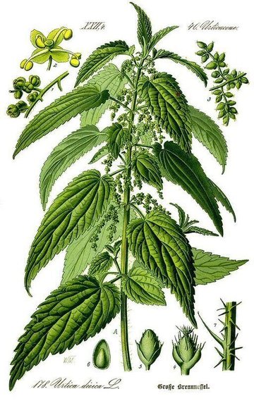 The Boy And The Nettle by Aesop