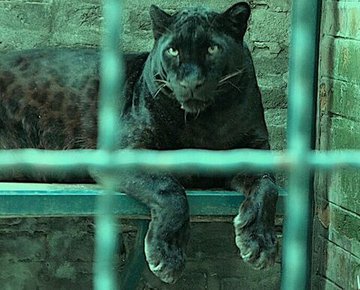 The Brazilian Cat by Sir Arthur Conan Doyle