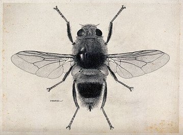 The Fly by Katherine Mansfield