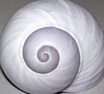 The Happy Family by Hans Christian Andersen