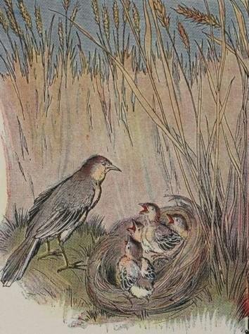 The Lark And Her Young Ones by Aesop