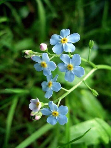 The Shades of Spring by D. H. Lawrence