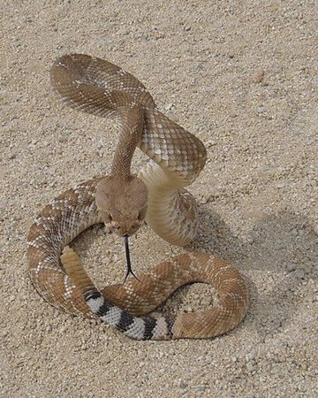 The Snake by Stephen Crane