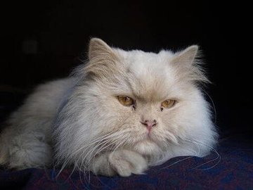 Tobermory by H.H. Munro (SAKI)