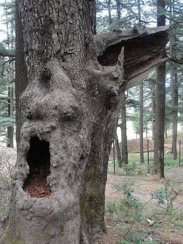 Young Goodman Brown by Nathaniel Hawthorne